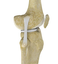 Medial Collateral Ligament (MCL) / Lateral Collateral Ligament (LCL)  Injuries: - Primal Physiotherapy